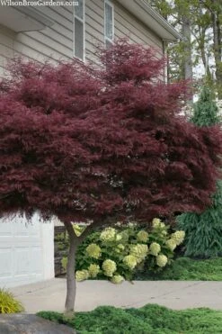 Tamukeyama Dwarf Red Japanese Maple - 1 Gallon Pot - High Grafted Tree Form -Garden Care acer palmatum tamukeyama japanese maple high graft 2