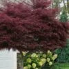 Tamukeyama Dwarf Red Japanese Maple - 1 Gallon Pot - High Grafted Tree Form