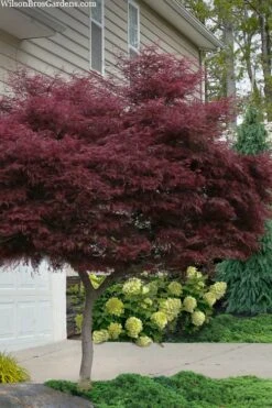 Tamukeyama Dwarf Red Japanese Maple - 1 Gallon Pot - High Grafted Tree Form