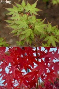 Tsukasa Silhouette Japanese Maple - 3 Gallon Pot (3-3.5') -Garden Care acer palmatum tsukasa silhouette 2