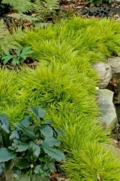 Dwarf Golden Sweet Flag - Acorus Gramineus 'Minimus Aureus' - 5 Pack Of Pint Pots -Garden Care acorus gramineus minnimus aurea dwarf golden sweet flag 101