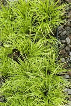 Dwarf Golden Sweet Flag - Acorus Gramineus 'Minimus Aureus' - 5 Pack Of Pint Pots -Garden Care acorus gramineus minnimus aurea dwarf golden sweet flag 105