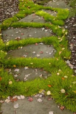 Dwarf Golden Sweet Flag - Acorus Gramineus 'Minimus Aureus' - 5 Pack Of Pint Pots -Garden Care acorus gramineus minnimus aurea dwarf golden sweet flag 106