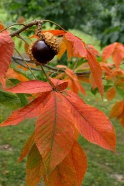 Ohio Buckeye (Aesculus Glabra) - 3 Gallon Pot -Garden Care aesculus glabra ohio buckeye 11
