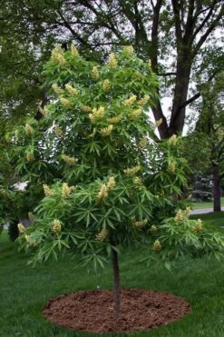 Ohio Buckeye (Aesculus Glabra) - 3 Gallon Pot -Garden Care aesculus glabra ohio buckeye 12