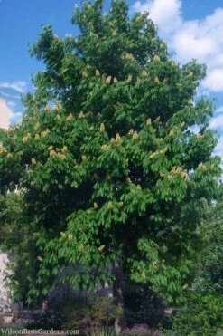 Ohio Buckeye (Aesculus Glabra) - 3 Gallon Pot -Garden Care aesculus glabra ohio buckeye 2