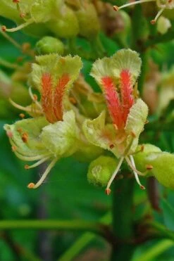 Ohio Buckeye (Aesculus Glabra) - 3 Gallon Pot -Garden Care aesculus glabra ohio buckeye 4