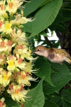 Ohio Buckeye (Aesculus Glabra) - 3 Gallon Pot -Garden Care aesculus glabra ohio buckeye 6