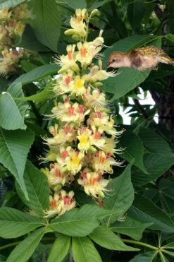 Ohio Buckeye (Aesculus Glabra) - 3 Gallon Pot -Garden Care aesculus glabra ohio buckeye 9