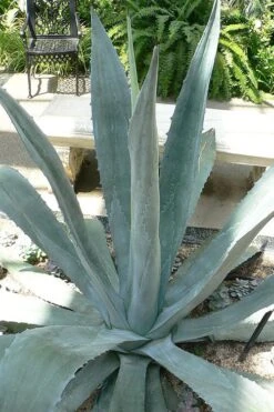 American Agave (Century Plant) - 3 Gallon Pot -Garden Care agave americana centrury plant 1
