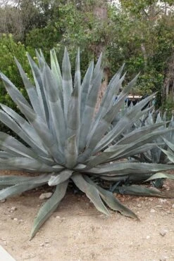 American Agave (Century Plant) - 3 Gallon Pot -Garden Care agave americana centrury plant 5