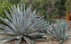 American Agave (Century Plant) - 3 Gallon Pot -Garden Care agave americana centrury plant 6
