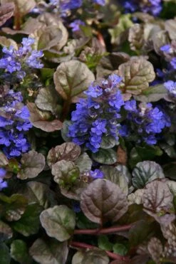 Bronze Beauty Ajuga - Bugleweed - 18 Count Flats Of Pint Pots -Garden Care ajuga bronze beauty 28 1