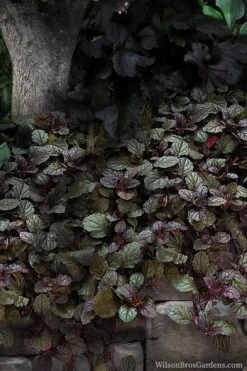 Bronze Beauty Ajuga (Bugleweed) - 5 Pack Of 4" Pint Pots -Garden Care ajuga bronze beauty 30