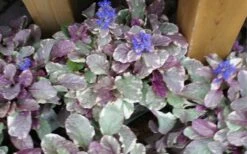 Burgundy Glow Ajuga (Bugleweed) - 6-Pack Of Pint Pots -Garden Care ajuga burgundy glow 2