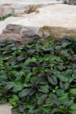 Bronze Beauty Ajuga - Bugleweed - 18 Count Flats Of Pint Pots -Garden Care ajuga reptans bronze beauty bugleweed 100