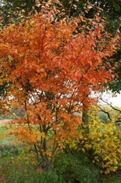 Shadblow Serviceberry Tree (Amelanchier Canadensis) - 5 Gallon Pot -Garden Care amelanchier arborea shadblow serviceberry fall foliage