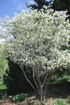Shadblow Serviceberry Tree (Amelanchier Canadensis) - 5 Gallon Pot -Garden Care amelanchier arborea shadblow serviceberry tree 2