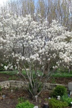 Shadblow Serviceberry Tree (Amelanchier Canadensis) - 5 Gallon Pot -Garden Care amelanchier arborea shadblow serviceberry tree 3
