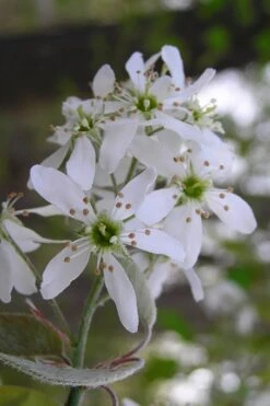 Autumn Brilliance Serviceberry Tree - 1 Gallon Pot -Garden Care amelanchier grandiflora autumn brilliance serviceberry 1