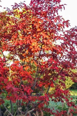 Autumn Brilliance Serviceberry Tree - 1 Gallon Pot -Garden Care amelanchier grandiflora autumn brilliance serviceberry 3