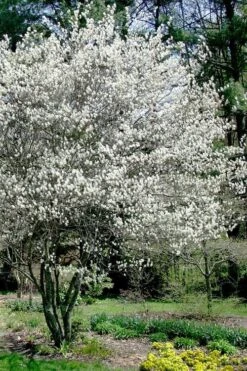 Autumn Brilliance Serviceberry Tree - 1 Gallon Pot -Garden Care amelanchier grandiflora autumn brilliance serviceberry 5