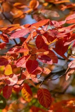 Autumn Brilliance Serviceberry Tree - 1 Gallon Pot -Garden Care amelanchier grandiflora autumn brilliance serviceberry 9