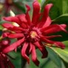 Florida Anise - Illicium Floridanum - 1 Gallon Pot