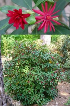 Florida Anise - Illicium Floridanum - 1 Gallon Pot -Garden Care anise florida illicium floridanum 500x750 1