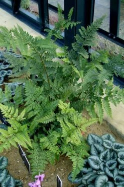 Shiny Bristle Fern - 1 Gallon Pot 9 Shiny Bristle Fern - 1 Gallon Pot -Garden Care arachnoides davalliaeformis shiny bristle fern 4