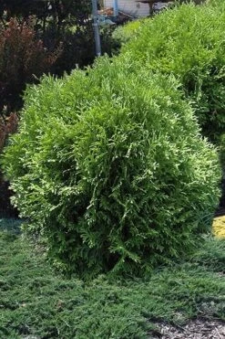 Tom Thumb Dwarf Globe Arborvitae - 1 Gallon Pot -Garden Care arborvitae thom thumb 11