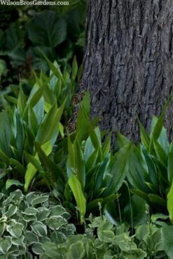 Tiny Tank Dwarf Cast Iron Plant - 3 Gallon Pot -Garden Care aspidistra elatior tiny tank dwarf cast iron plant 4