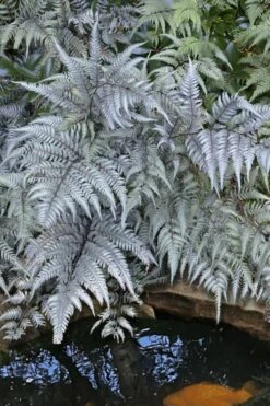 Japanese Painted Fern - 5 Pack Of Quart Pots -Garden Care athyrium niponicum pictum japanese painted fern 101