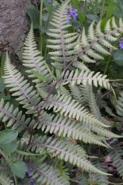 Japanese Painted Fern - 5 Pack Of Quart Pots -Garden Care athyrium niponicum pictum japanese painted fern 103