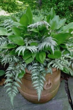 Japanese Painted Fern - 5 Pack Of Quart Pots -Garden Care athyrium niponicum pictum japanese painted fern 104