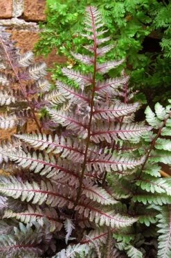 Regal Red Japanese Painted Fern - 6 Pack Of 1 Gallon Pots -Garden Care athyrium pictum regal red japanese painted fern 11 1