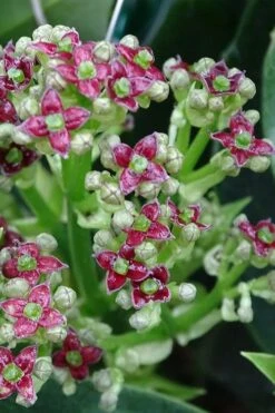 Rozannie Dwarf Aucuba (Japanese Laurel) - 3 Gallon Pot -Garden Care aucuba japonica rozannie japanese laurel 1