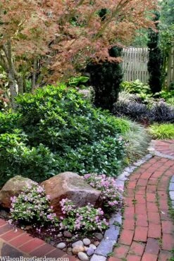 Rozannie Dwarf Aucuba (Japanese Laurel) - 3 Gallon Pot -Garden Care aucuba japonica rozannie japanese laurel 12