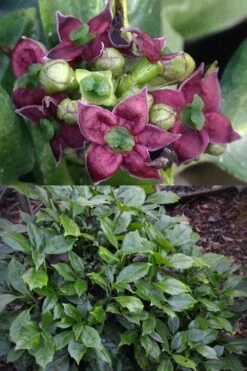 Rozannie Dwarf Aucuba (Japanese Laurel) - 3 Gallon Pot -Garden Care aucuba japonica rozannie japanese laurel 13