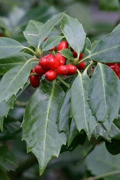 Rozannie Dwarf Aucuba (Japanese Laurel) - 3 Gallon Pot -Garden Care aucuba japonica rozannie japanese laurel 6