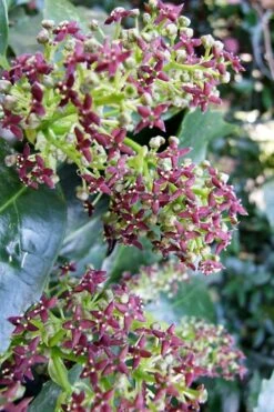 Rozannie Dwarf Aucuba (Japanese Laurel) - 3 Gallon Pot -Garden Care aucuba japonica rozannie japanese laurel 9