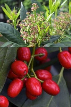 Sawtoothed Aucuba Serratifolia - 1 Gallon Pot -Garden Care aucuba japonica serratifolia sawtoothed japanese laurel 21