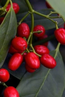 Sawtoothed Aucuba Serratifolia - 1 Gallon Pot -Garden Care aucuba japonica serratifolia sawtoothed japanese laurel 23