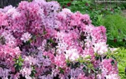 Northlake Beauty Azalea - 6 Pack Of 1 Gallon Pots -Garden Care azalea northlake beauty 13