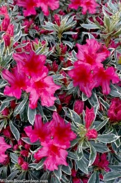 The Robe Azalea - 2 Gallon Pot -Garden Care azalea the robe 3