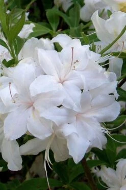 White Lights Cold Hardy Azalea - 1 Gallon Pot -Garden Care azalea white lights 1