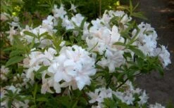 White Lights Cold Hardy Azalea - 1 Gallon Pot -Garden Care azalea white lights 2