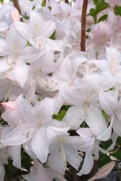 White Lights Cold Hardy Azalea - 1 Gallon Pot -Garden Care azalea white lights 3