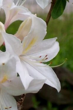 White Lights Cold Hardy Azalea - 1 Gallon Pot -Garden Care azalea white lights 4