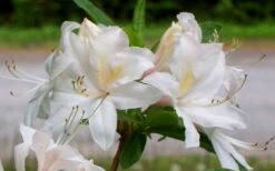 White Lights Cold Hardy Azalea - 1 Gallon Pot -Garden Care azalea white lights 5